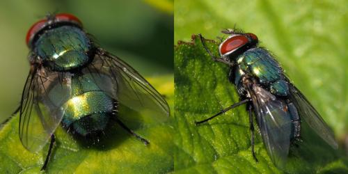 Lucilia sericata